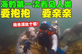 海豹第一次看见人类上前求撸，不停向潜水员要亲亲，太搞笑了！视频封面