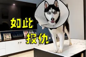 二哈为了报复主人，居然跑到主人床上撒尿，气得主人非要起锅炖狗视频封面