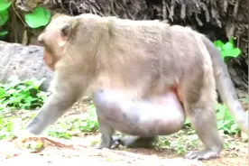 公园老猴子患了巨大肿瘤，没人照顾蛮可怜，不知道还能活多久？视频封面