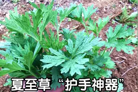 农村常见的“夏至草”，捣碎价值高？冬天解决不少男女的烦恼