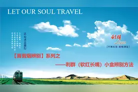 真假烟辨别——利群（软长嘴）