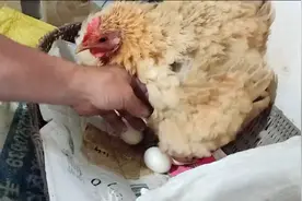 农村人用一招土方法，就能辨别鸡蛋，能不能孵出小鸡，太厉害了！视频封面