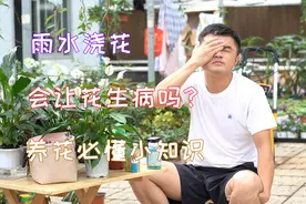 雨水浇花是好是坏？会让花生病吗？养花必懂小知识。
