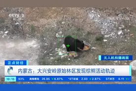 内蒙古：大兴安岭原始林区发现棕熊活动轨迹视频封面