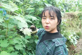 四川农村随处可见的活麻，一碰就扎起一个大包，做成美食你敢吃吗视频封面