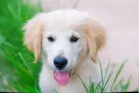 金毛犬的优缺点有哪些？