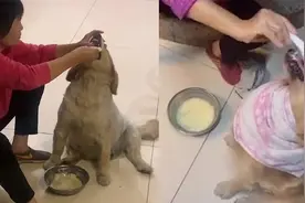 像极了奶奶喂孙子！广东一金毛犬不爱吃饭，带它的奶奶天天给灌饭视频封面