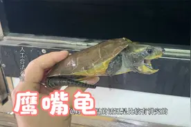 鹰嘴龟在国内有很多分布，人工繁育也成熟你懂的视频封面