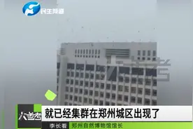 鸟群空中盘旋，黑压压的乱飞，是灾害预兆？听专家咋说视频封面