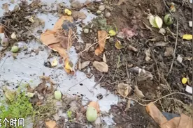 褐斑病该怎么防治？方法都在这儿了，快来看看 ！视频封面