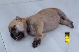 小奶狗出生10天了，嘤嘤叫的到处找妈妈，走路像游泳，萌翻了视频封面