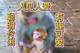 智慧猴妈育娃有方，猴崽聪明伶俐太可爱，人见人爱猴见猴喜欢视频封面