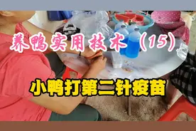 养鸭技术，小鸭第二针疫苗的用药和注射方法视频封面