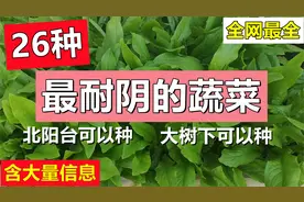 26种最耐阴的蔬菜 , 大树下可以种, 北阳台也可以种