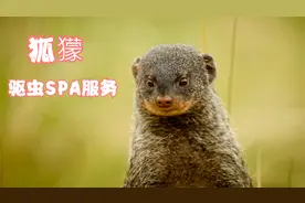 狐獴（猫鼬）家族的驱虫SPA服务，疣猪非常受用