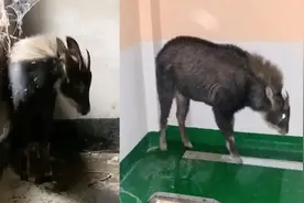 角像鹿、头像羊、蹄像牛、尾像驴，广东惠州一“四不像”闯入民居