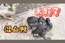 野鸭和家鸭的“混血宝宝”太野了，一言不合就出招，从早打到晚