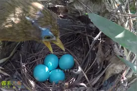 画眉鸟天蓝色的蛋你见过吗？它的歌声优美，鸟窝却藏得很隐蔽视频封面