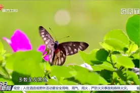 汕头：街头蝴蝶突然变多，多数呈灰黑色，市民很惊奇|今日最新闻视频封面