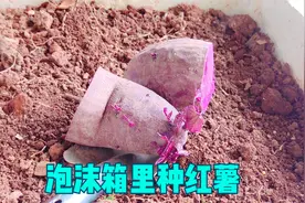 发芽的红薯别扔，切一刀种泡沫箱里，夏吃秧秋吃根，一点也不浪费