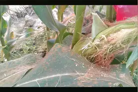 玉米给老鼠啃了，看看怎么补救