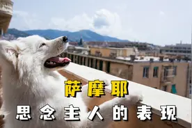 这些表现，都是萨摩耶在对你说“我想你了”