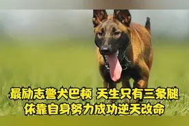 最励志的警犬巴顿，天生只有三条腿，却依靠自身努力成功逆天改命