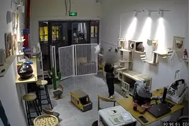 男孩将猫舍小猫逐个抛向高空后砸地，店主反被家长指责没关好门