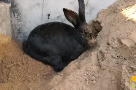 实拍兔子打洞全过程，打得洞又深又漂亮，这打洞能力是真强视频封面