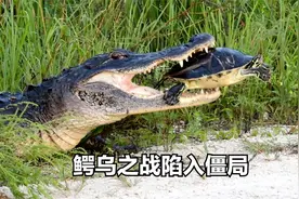 鳄鱼成功偷袭乌龟，却咬不动吞不下，鳄乌之战陷入僵局视频封面