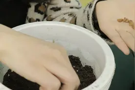 山楂不用花钱买了，教你在家种，几天就发芽，来年收获满满的山楂