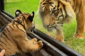 小老虎初次见笼子里的妈妈，老虎一下就认出孩子了，令人感动视频封面