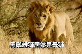 动物世界无奇不有，长着浓密的鬃毛，没想到是一只母狮