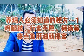 养鸡人必须知道秘方～1 鸡腿跛、行走不稳、瘫痪来点鱼肝油就搞定