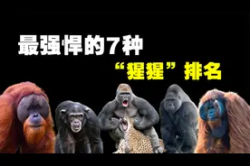 最强悍的7种猩猩，银背大猩猩的战斗力远超我们的认知！视频封面