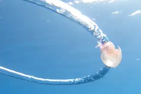 潜水员吐出一个气泡圈，一只水母游了过来，镜头拍下有趣瞬间视频封面