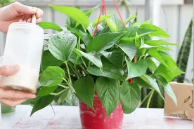 每15天喂一粒肥给绿萝，枝条粗壮，叶片长到2倍大视频封面