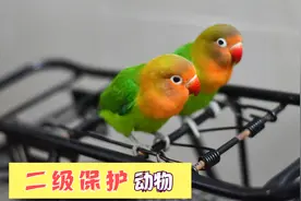 费氏牡丹鹦鹉，这只爱情鸟别在养了视频封面