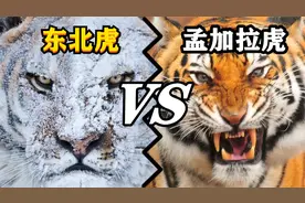 东北虎vs孟加拉虎，谁才是真正的“百兽之王”？