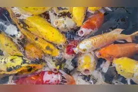 挑锦鲤简单方法，让你成为“行家”，鱼贩子不敢忽悠