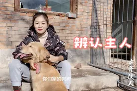 你知道狗狗是怎么辨认自己主人的吗？狗狗心想：这还算是个事？视频封面