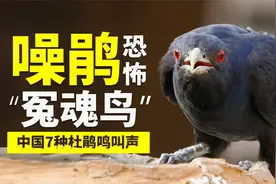 国内7种杜鹃叫声：其中“冤魂鸟”噪鹃，叫声恐怖一点不输猫头鹰