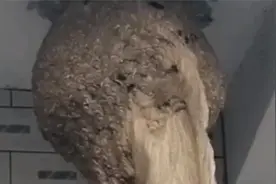 怪事！村民屋檐下连续5年出现20斤马蜂窝，为何都在同一位置？