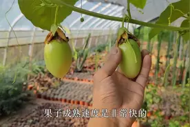 百香果落花落果原因有2个，学会改善方法，果子结得多，又大又甜