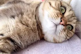 养猫前后女主人的变化有多大？单手拎起20斤猫砂爬楼，网友：真猛