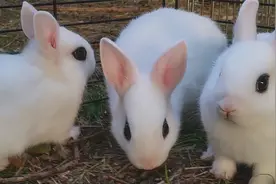 个性活泼可爱的“熊猫兔”，弥补养不了熊猫的遗憾视频封面