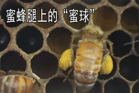 蜜蜂腿上的蜜球？蜜蜂收集花粉酿蜜秘密！