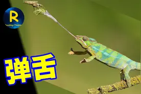 个头越小舌头越快，只有指头长的变色龙，0.07秒舌头伸出2倍身长视频封面