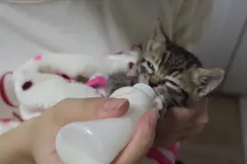 小奶猫第一次用奶瓶喝牛奶，咂嘴的声音也太可爱了吧