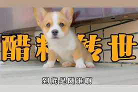 小柯基爱吃醋！心眼小的跟个芝麻粒似的，简直就是醋精转世！